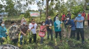 Bupati Melakukan Panen Raya Ubi Cilembu di SMK Bina Kusuma 2