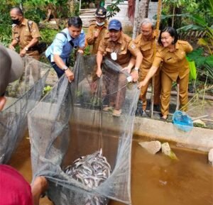 Kadistankan Melawi Hadiri Panen Lele Jenis Sangkuriang Pokdakan Mawang Sejahtera Desa Batu Nanta