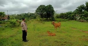 Cegah PMK, Satbinmas Polres Melawi Gelar Imbauan dan Pendataan