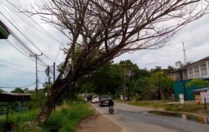 Pohon Mati di Simpang KKLK Ancam Keselamatan Pengendara