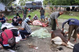 3 Ekor Sapi 2 Ekor Kambing, Shohibul Qurban Kapolres Melawi dan Keluarga, Personil Polres Melawi dan Sat IK