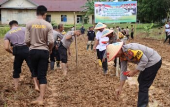 Langkah Nyata Polres Melawi, Tanam Jagung Dukung Program Ketahanan Pangan