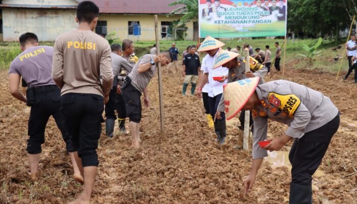 Langkah Nyata Polres Melawi, Tanam Jagung Dukung Program Ketahanan Pangan