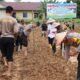 Langkah Nyata Polres Melawi, Tanam Jagung Dukung Program Ketahanan Pangan