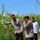 Jelang Panen Raya, Wakapolda Kalbar Tinjau Lahan Jagung di Melawi