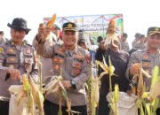 Ini Bukan Operasi Biasa, Polisi Panen Jagung, Kapolres Turun Tangan