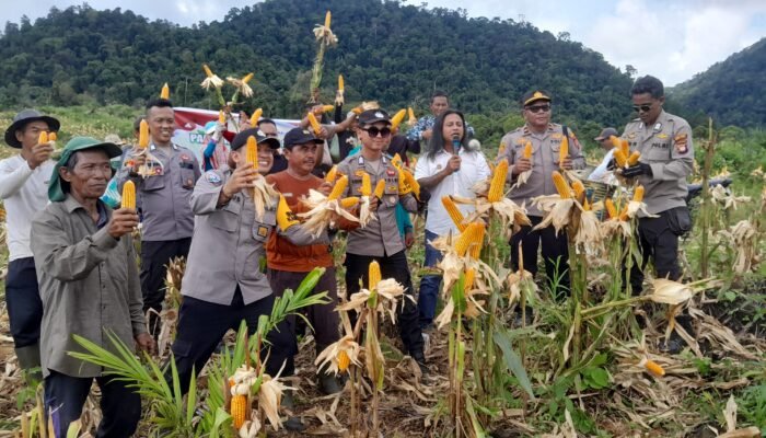 Kelompok Tani Pasundan Nanga Kompi Panen di Tengah Derita Kekurangan Pupuk dan Racun Rumput