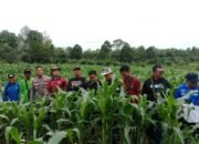Ketika Camat, Kapolsek, dan Kades Turun ke Ladang Jagung, Dengarkan Keluhan Petani