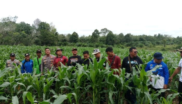 Ketika Camat, Kapolsek, dan Kades Turun ke Ladang Jagung, Dengarkan Keluhan Petani