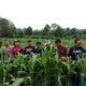 Ketika Camat, Kapolsek, dan Kades Turun ke Ladang Jagung, Dengarkan Keluhan Petani