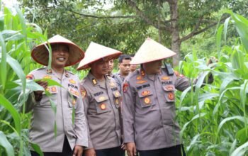Jagung Tumbuh Subur, Kapolres Melawi Optimis Panen Raya Sukses