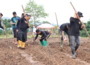 Gerakan Hijau Polres Melawi, Kapolres Turun Langsung Tanam Jagung Bersama Personel