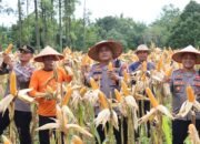 Panen Jagung Bersama “Karunia Tani”, Polres Melawi Dorong Kemandirian Pangan Daerah