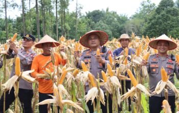 Panen Jagung Bersama “Karunia Tani”, Polres Melawi Dorong Kemandirian Pangan Daerah
