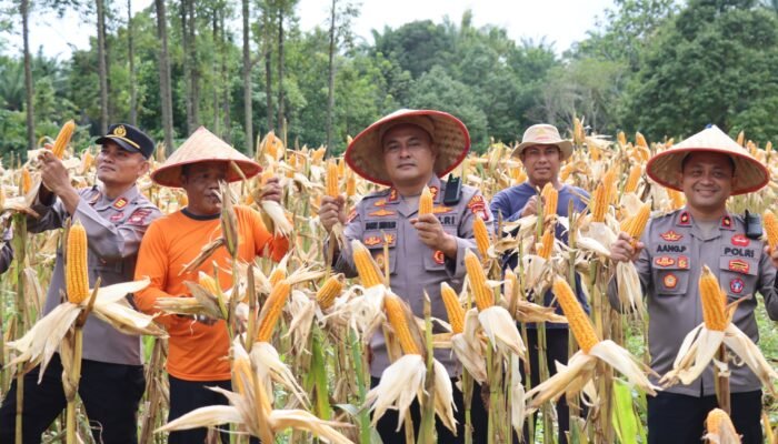 Panen Jagung Bersama “Karunia Tani”, Polres Melawi Dorong Kemandirian Pangan Daerah
