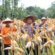 Panen Jagung Bersama “Karunia Tani”, Polres Melawi Dorong Kemandirian Pangan Daerah