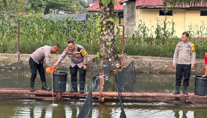 3.000 Bibit Lele dan Patin Ditebar di Polsek Nanga Pinoh