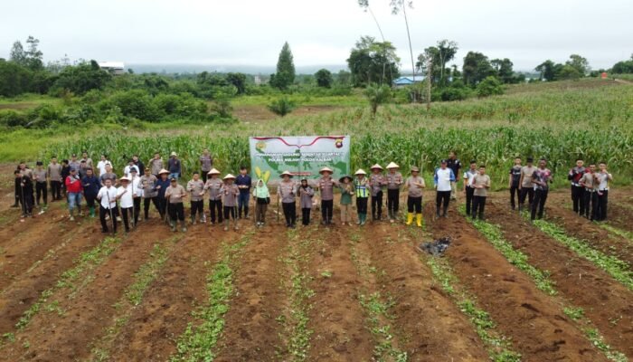 Polres Melawi Bersama Polsek Jajaran Serentak Menanam Jagung, Dukung Swasembada Pangan