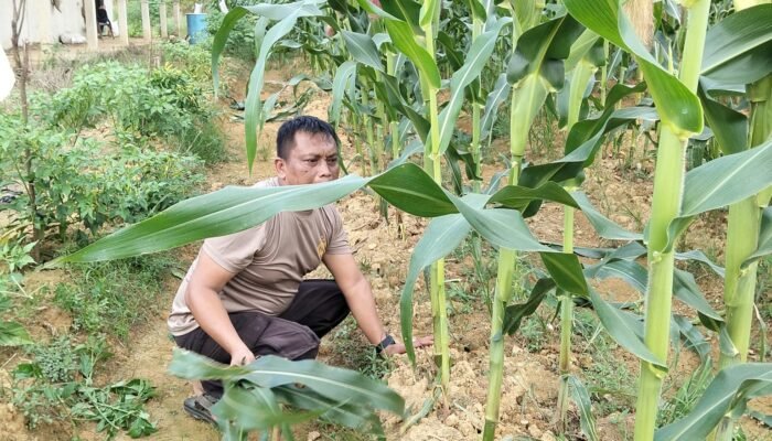 Jagung 60 HST Tumbuh Subur, Polsek Nanga Pinoh Konsisten Dukung Ketahanan Pangan