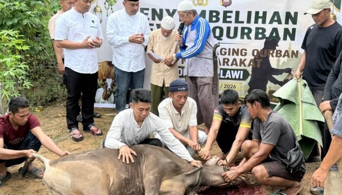 Polres Melawi Qurbankan 4 Sapi dan 3 Kambing di Idul Adha 1447 H, Daging Qurban untuk Masyarakat dan Anggota
