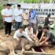 Polres Melawi Qurbankan 4 Sapi dan 3 Kambing di Idul Adha 1447 H, Daging Qurban untuk Masyarakat dan Anggota