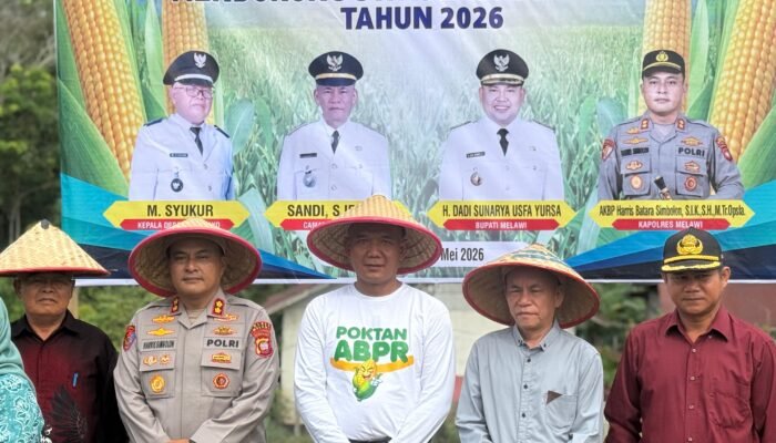 Kolaborasi Lintas Sektor di Melawi, Program Jagung Hibrida Dorong Kesejahteraan Petani