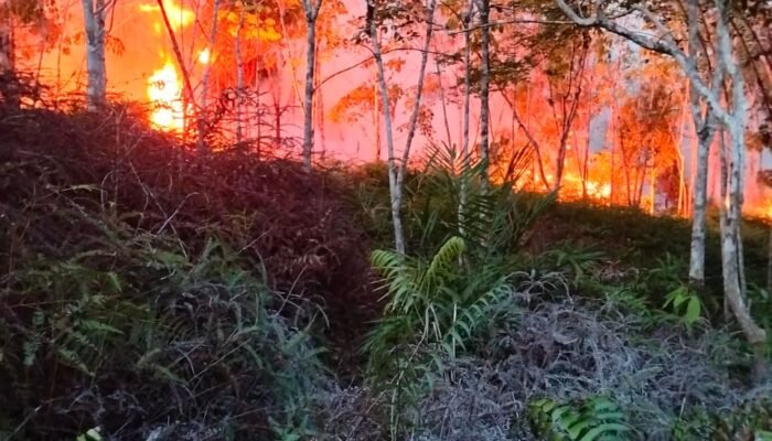 Karhutla Melawi Kian Masif dan Meluas, 175 Hektare Lahan Terbakar di Tiga Desa, BPBD Harapkan Dukungan Satgas Udara