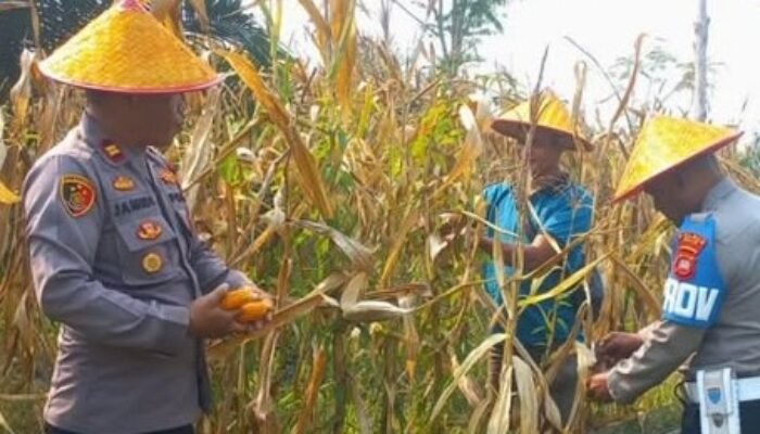 Polsek Nanga Pinoh Panen Jagung Hibrida Bersama Poktan Nusa Merdeka