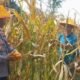 Polsek Nanga Pinoh Panen Jagung Hibrida Bersama Poktan Nusa Merdeka