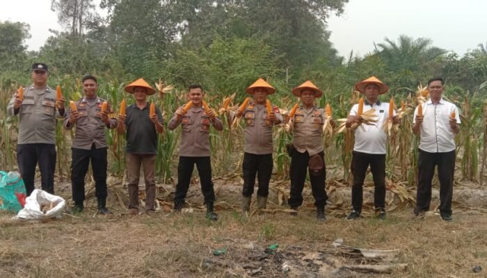 Polsek Nanga Pinoh Bersama Petani Panen Jagung Hibrida, Perkuat Ketahanan Pangan Melawi