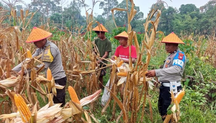 Polsek Nanga Pinoh Dukung Ketahanan Pangan Lewat Panen Jagung Hibrida di Tanjung Sari